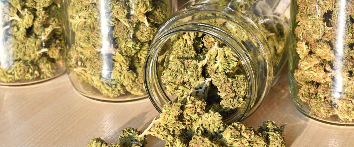 Dry and trimmed cannabis buds stored in a glas jars. Medical cannabis
