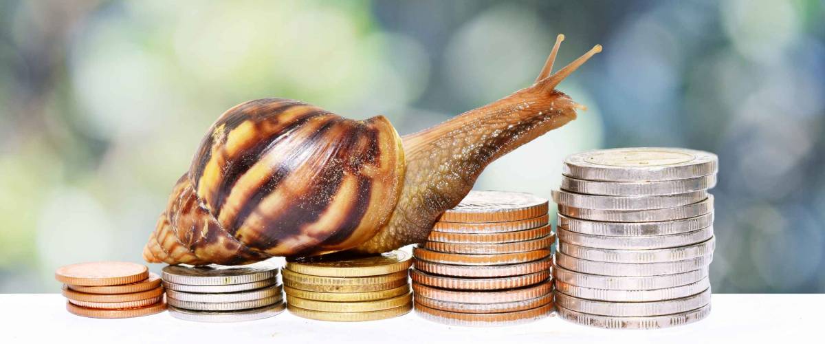 Brown snail climbing the pile of coins