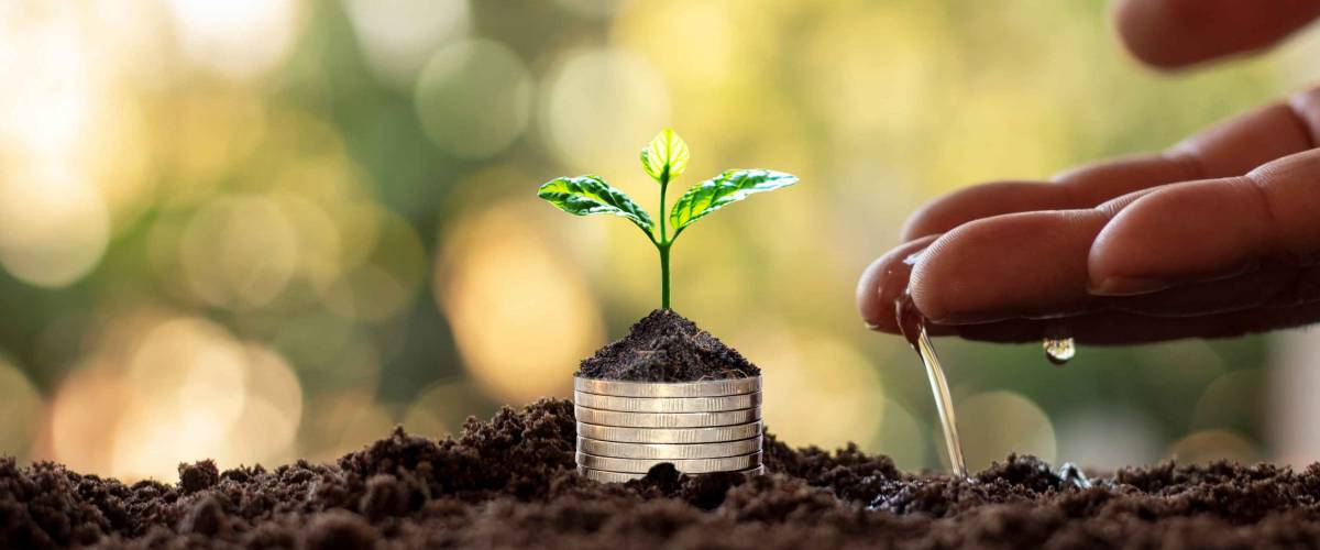 Tree with green leaves growing from coin and natural green background blurred finance and money management concept for SME.