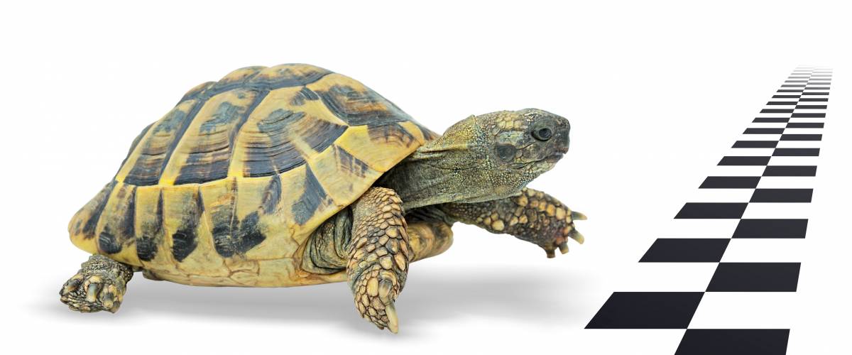 Turtle at finish line