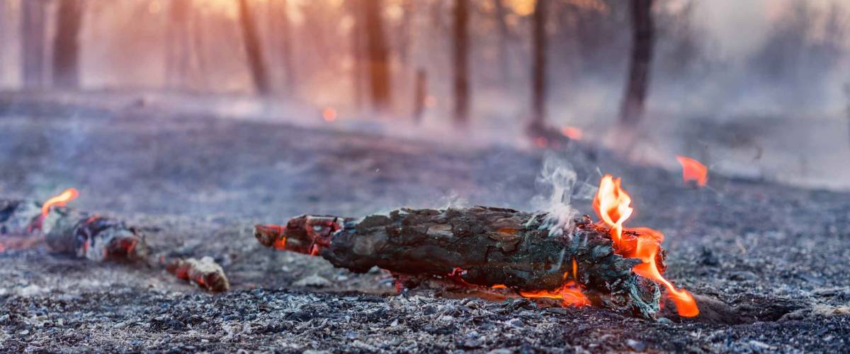 Forest fire burning, Wildfire close up at day time