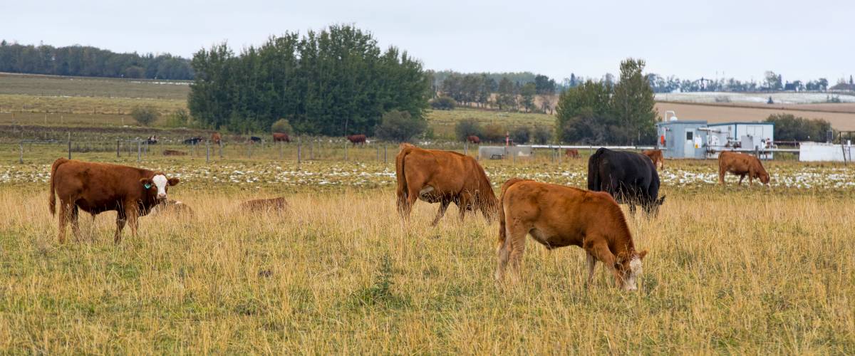 A herd of beef cattle in a farmers field. Taken in Alberta, Canada
