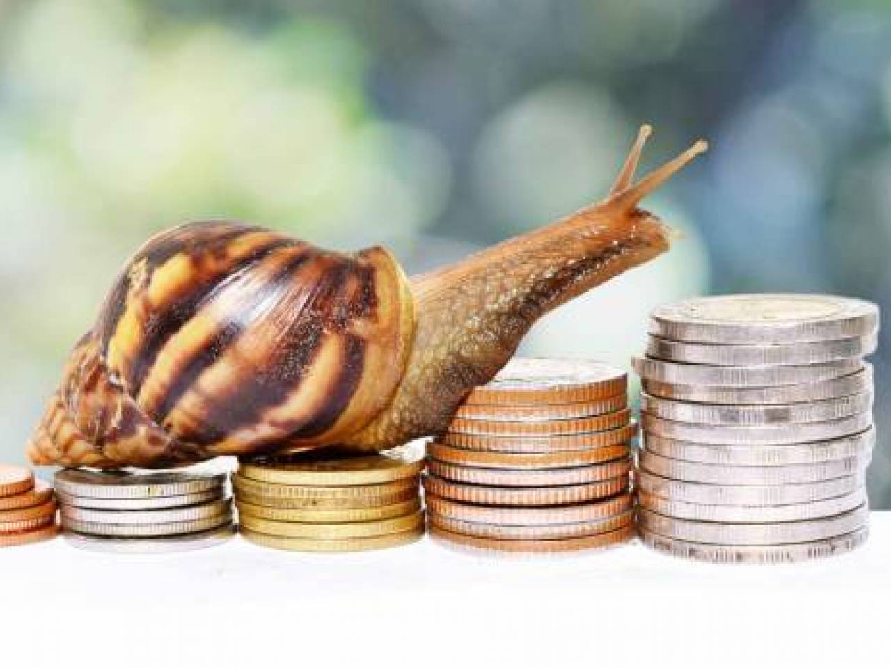 Brown snail climbing the pile of coins