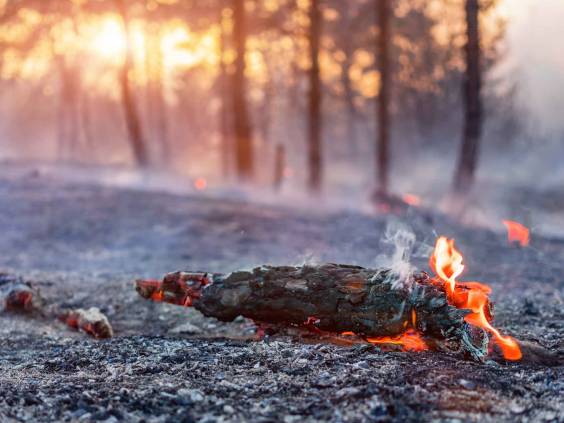 Forest fire burning, Wildfire close up at day time